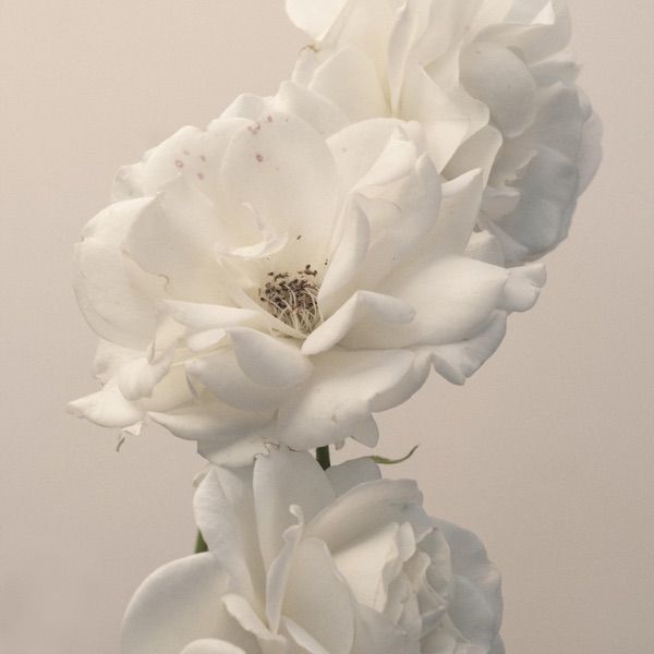 Turn the Light On: Acoustic Reimagination album cover