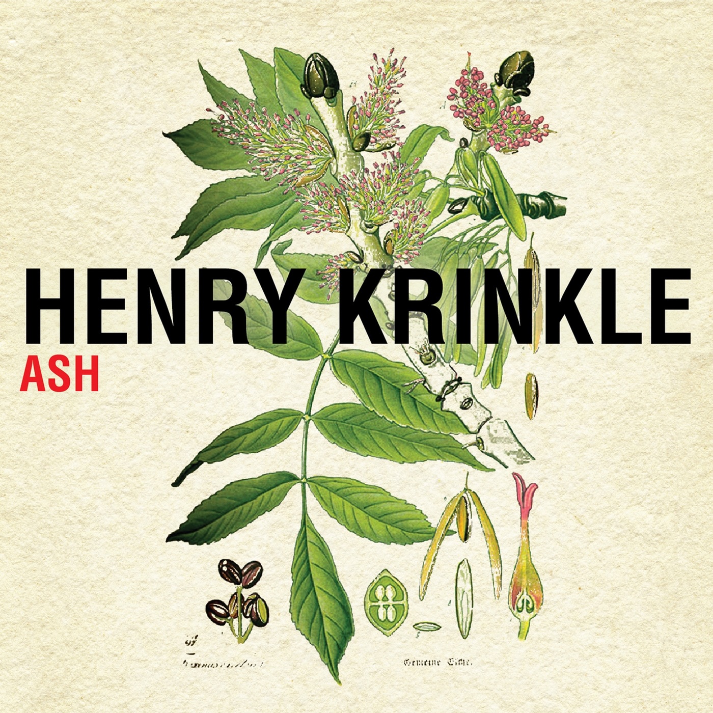 Ash - Single album cover