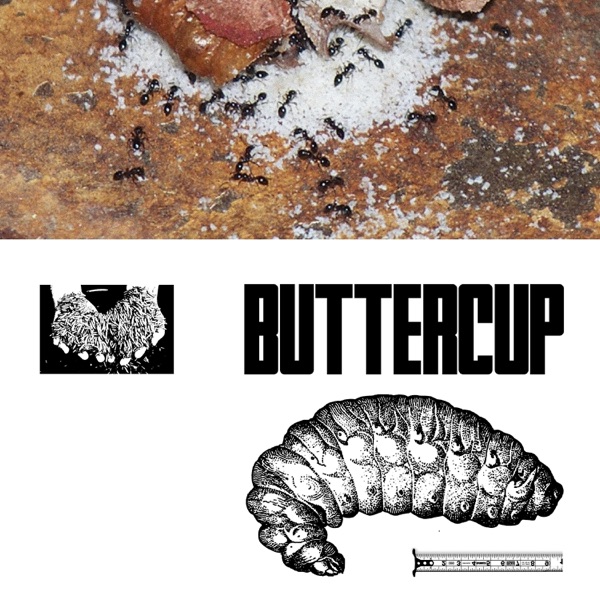 Buttercup (feat. Phf) - Single album cover