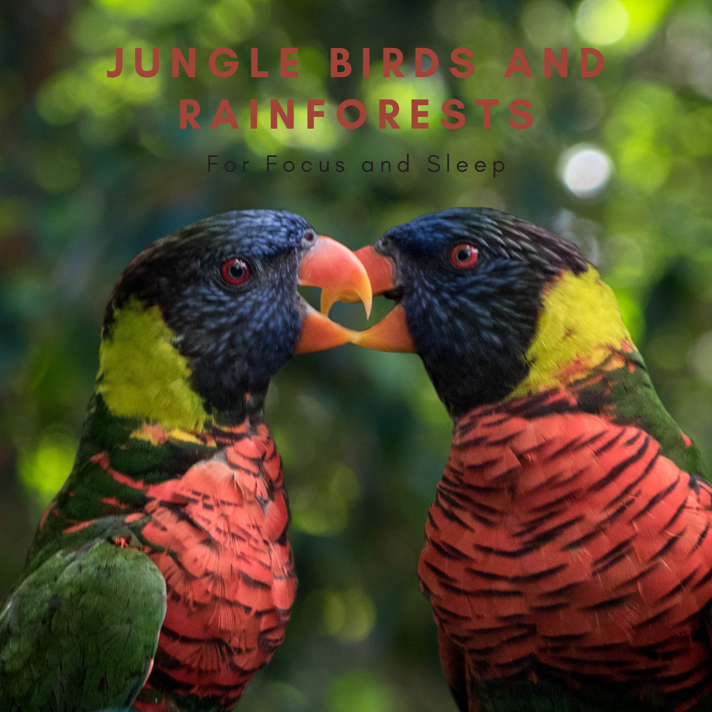 Jungle Birds and Rainforests for Focus and Sleep album cover