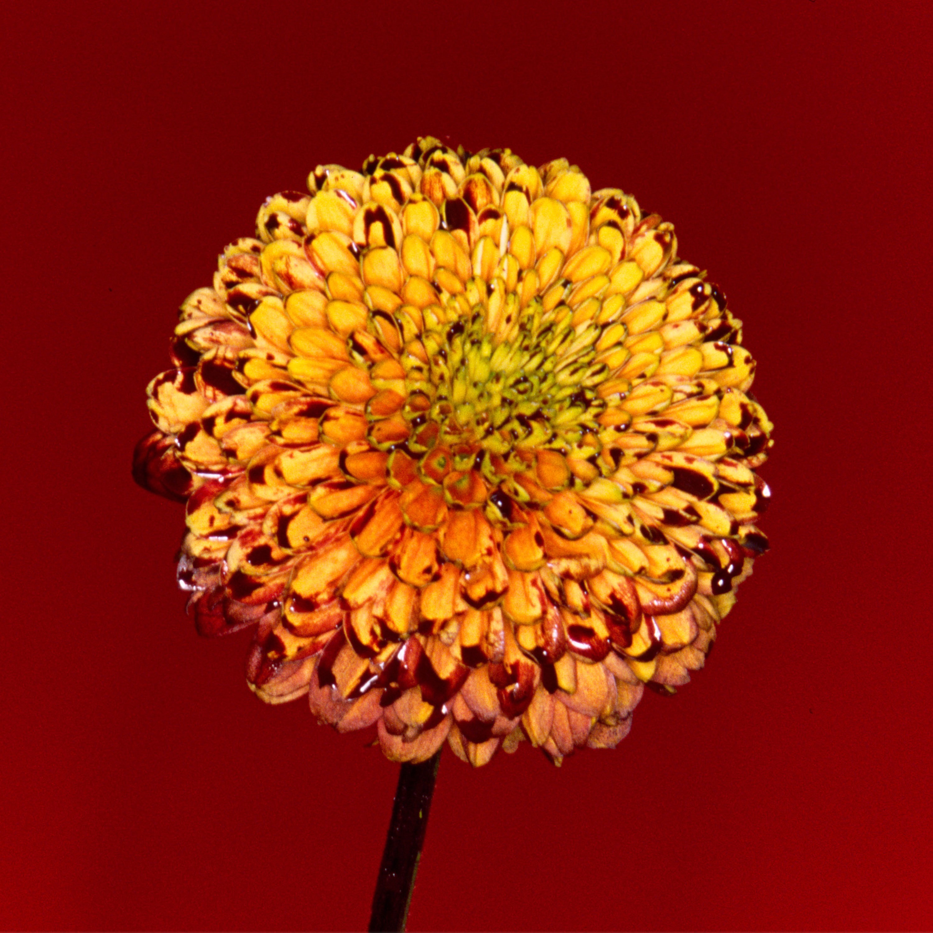 Mountain Top / Shape of Miracle - Single album cover