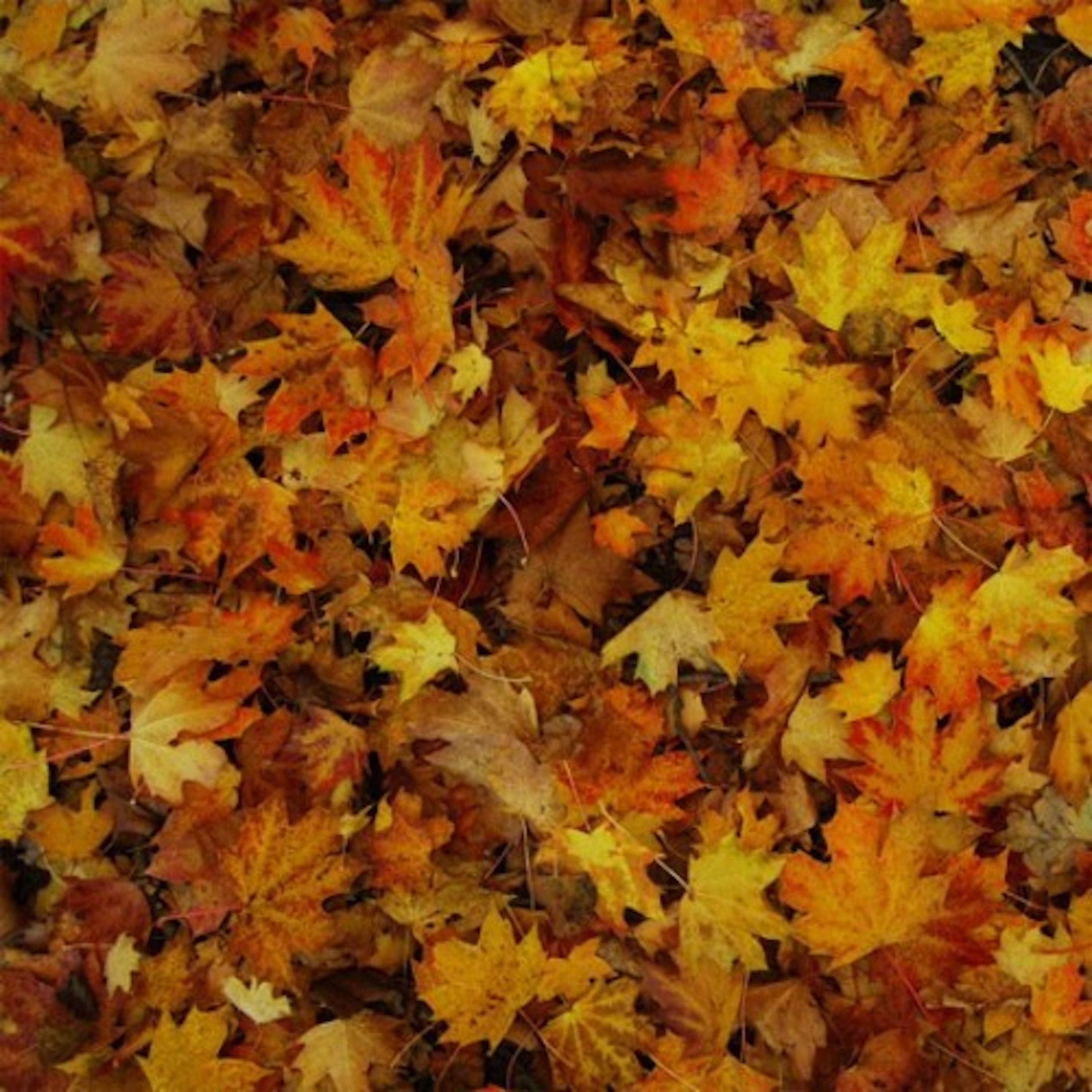 EP (2011 Re-Release) album cover