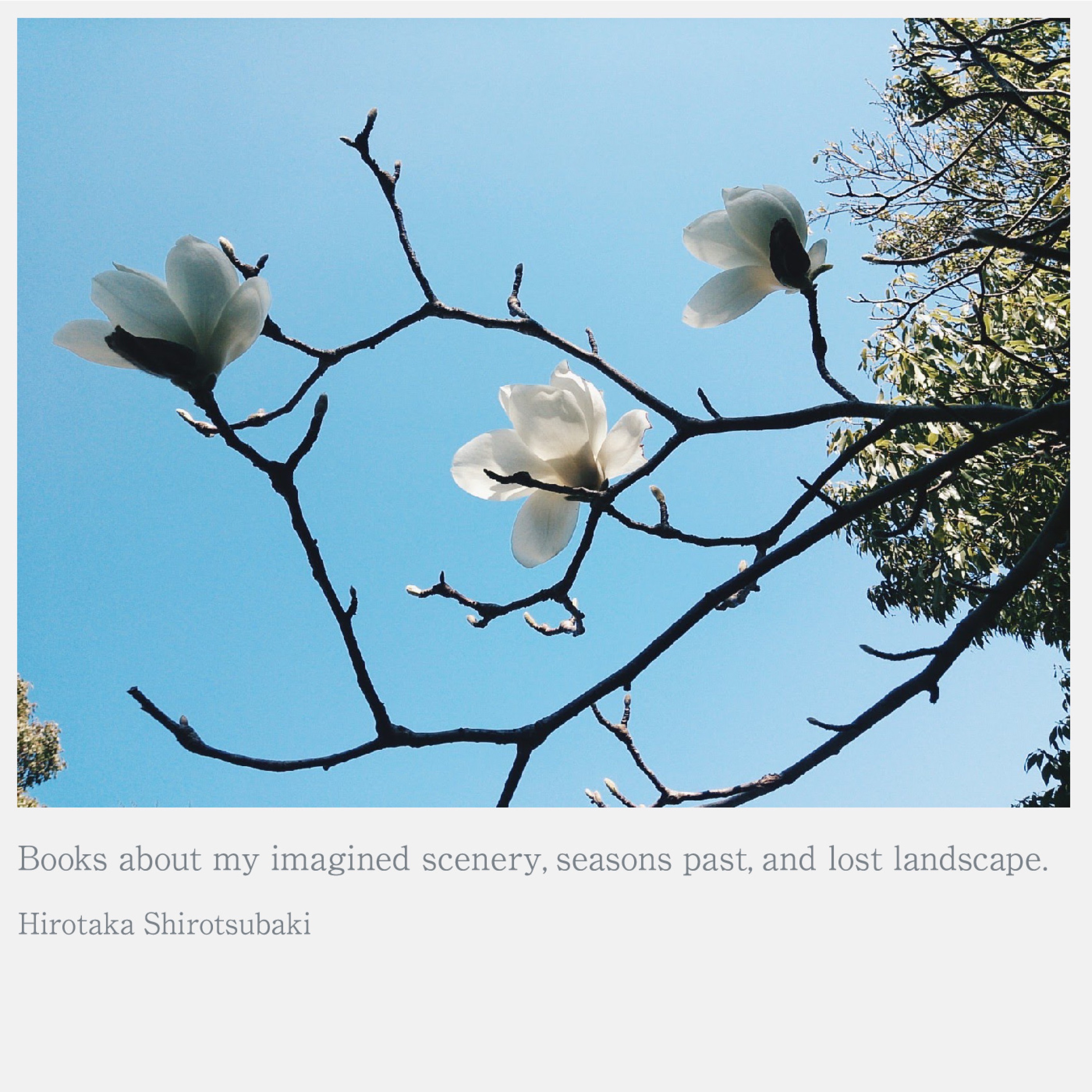 Books About My Imagined Scenery, Seasons Past, and Lost Landscape. album cover