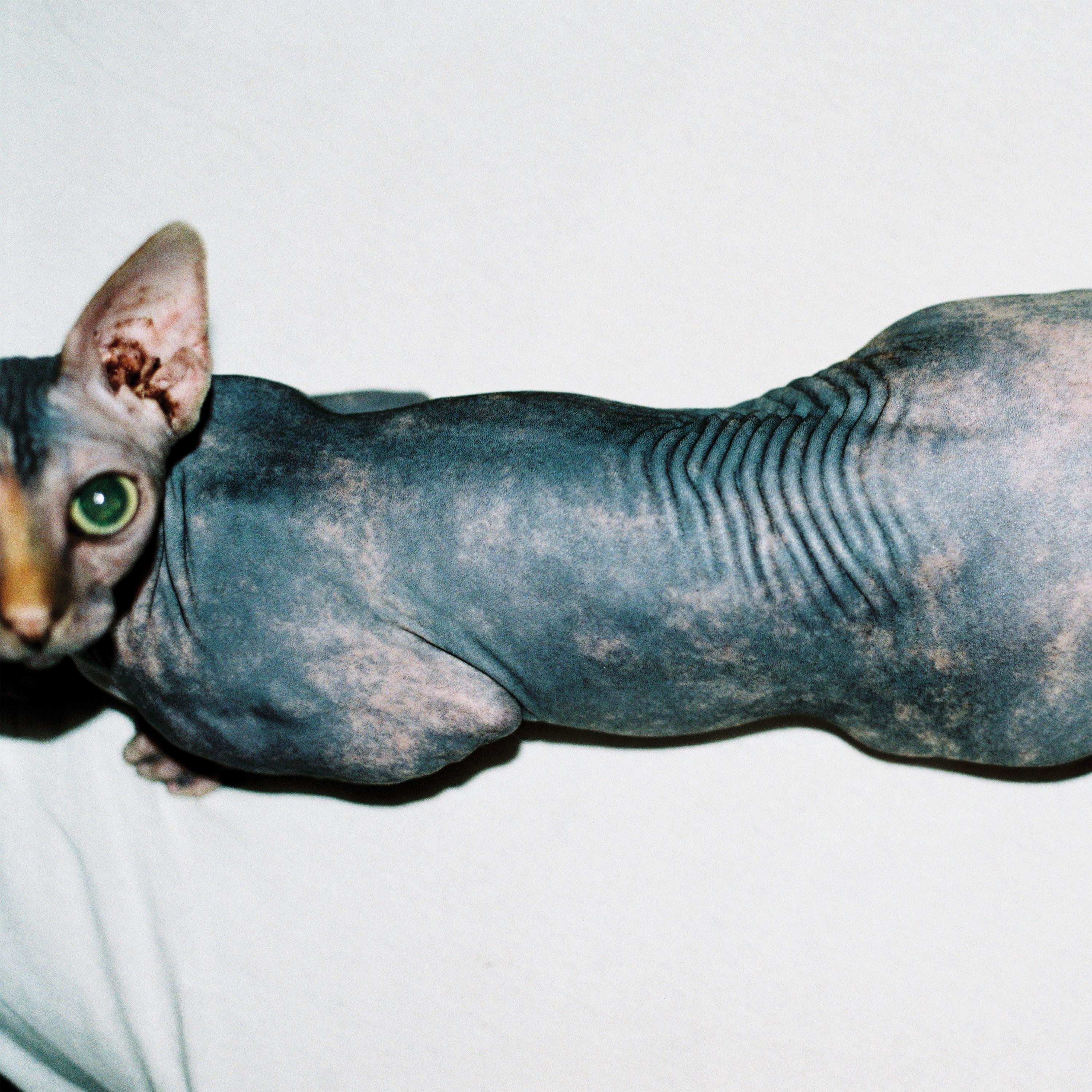 Feast - EP album cover