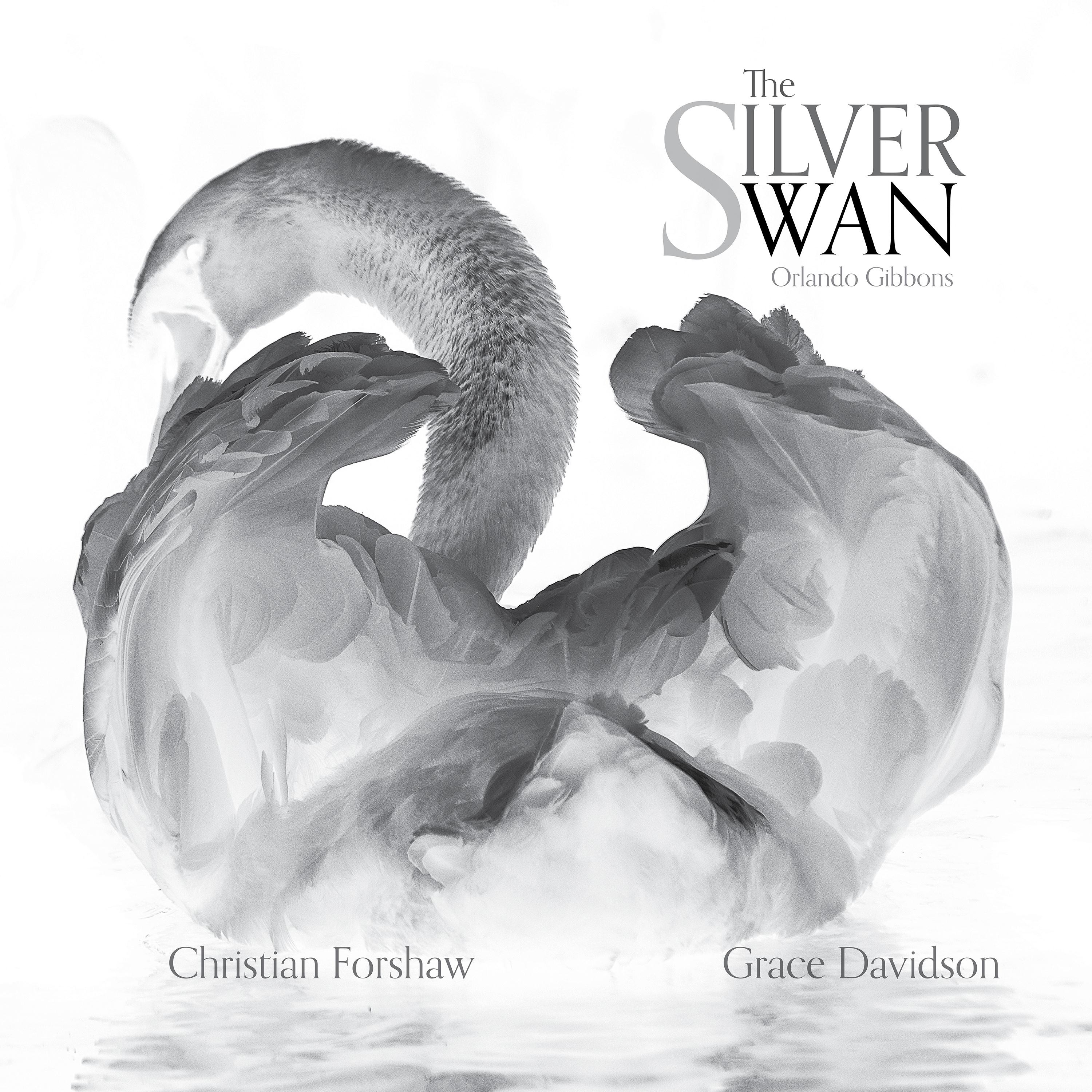 The Silver Swan - Single album cover