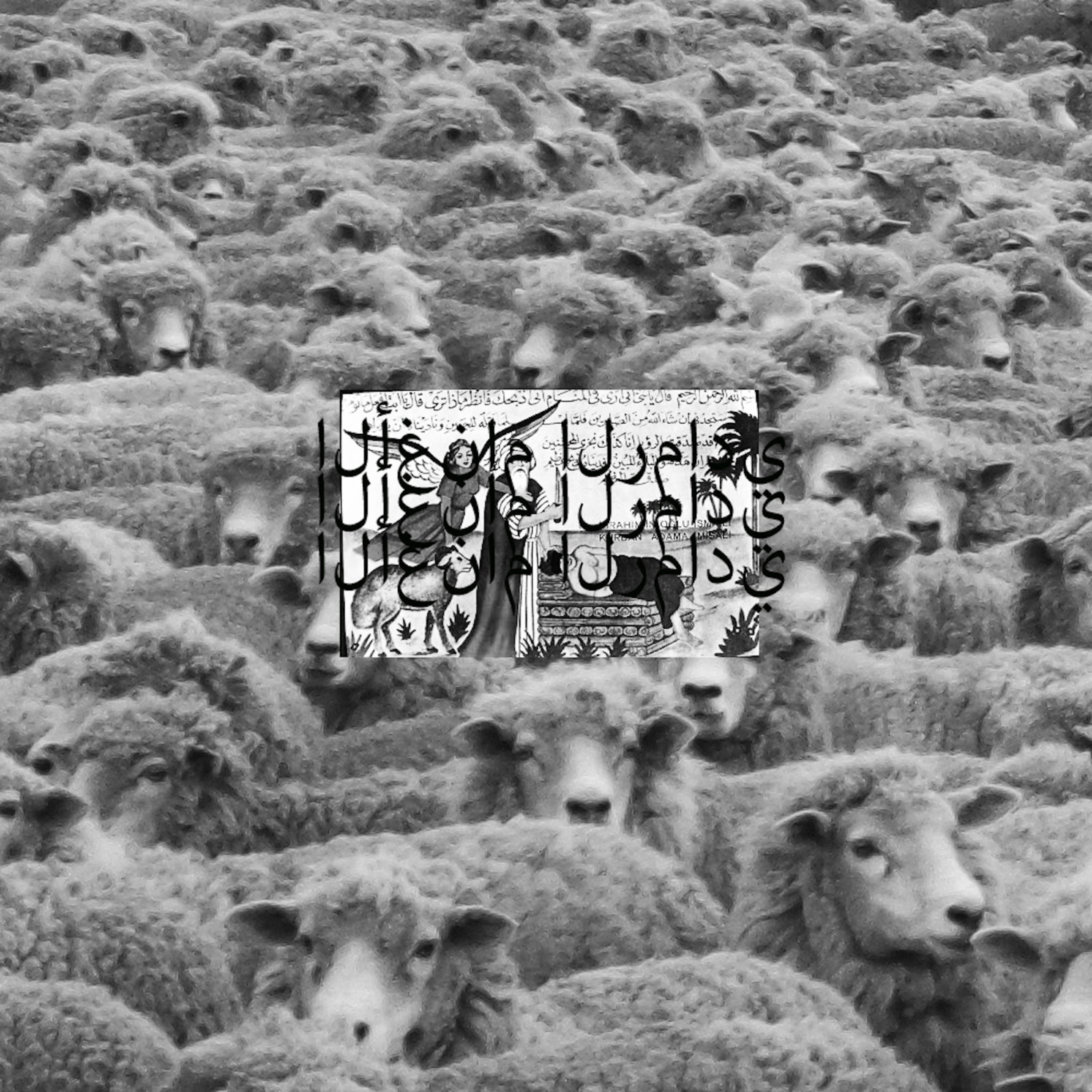 Grey Sheep II album cover