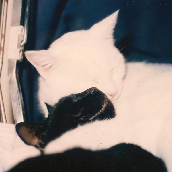 Cringe or Binge album cover