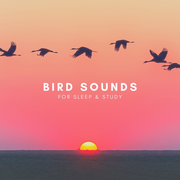 Bird Sounds For Sleep & Study album cover