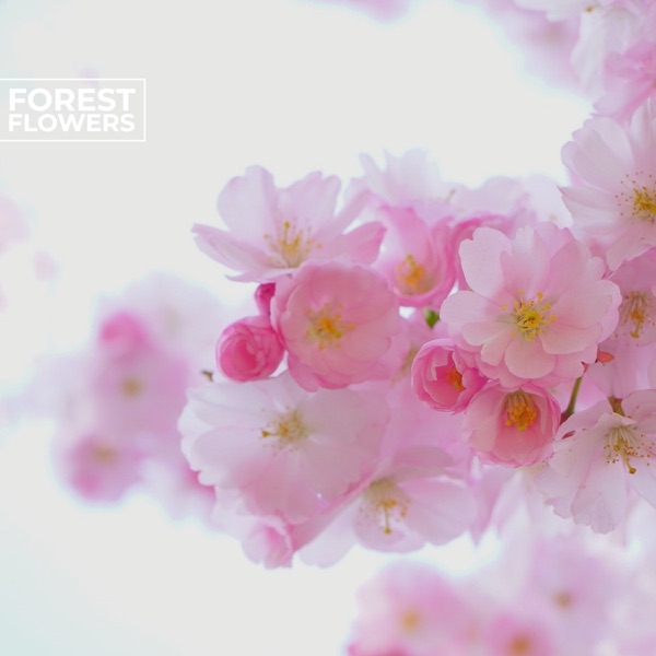 Forest Flowers - Single album cover