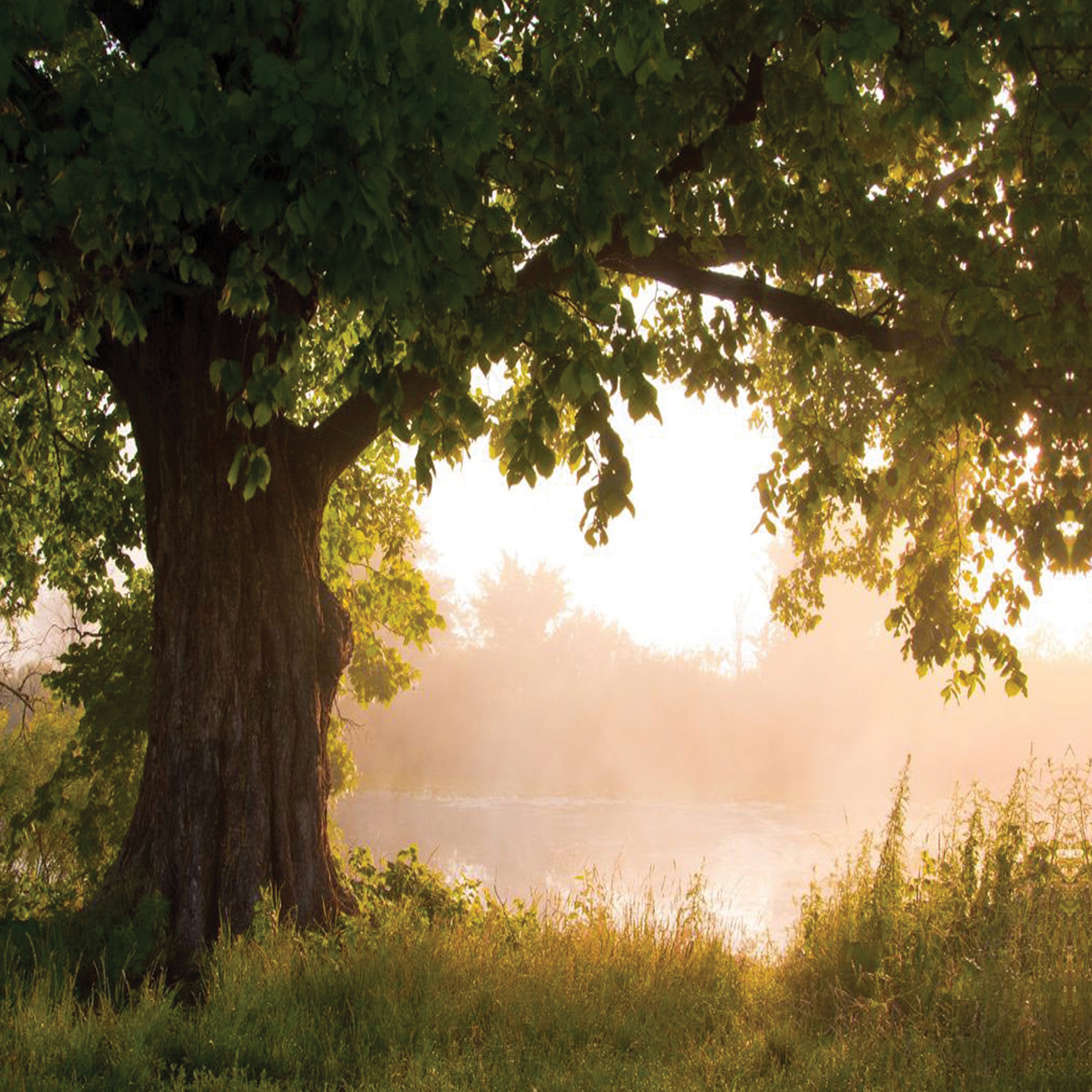 Hercynia album cover