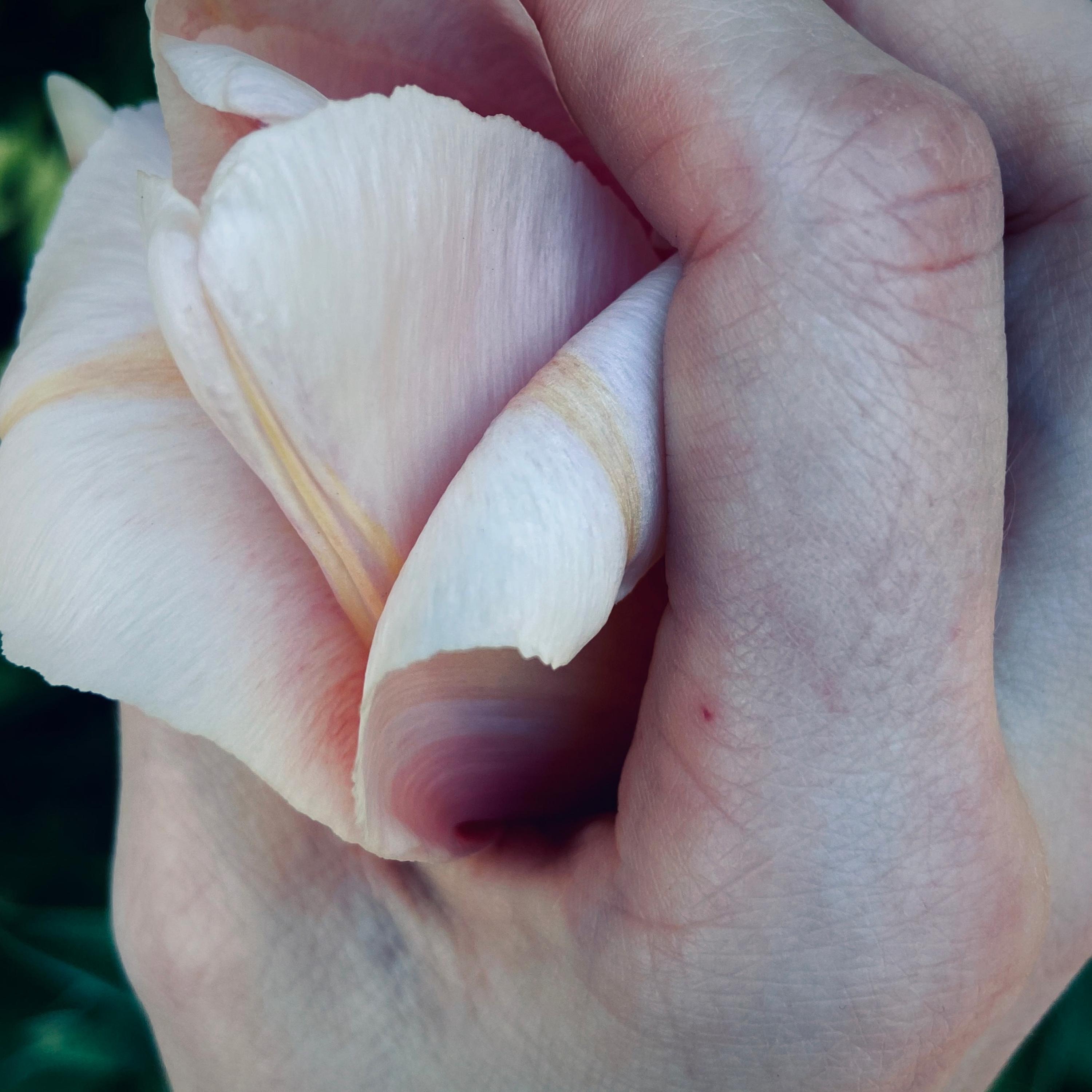 To Hold the Ripened Sun album cover