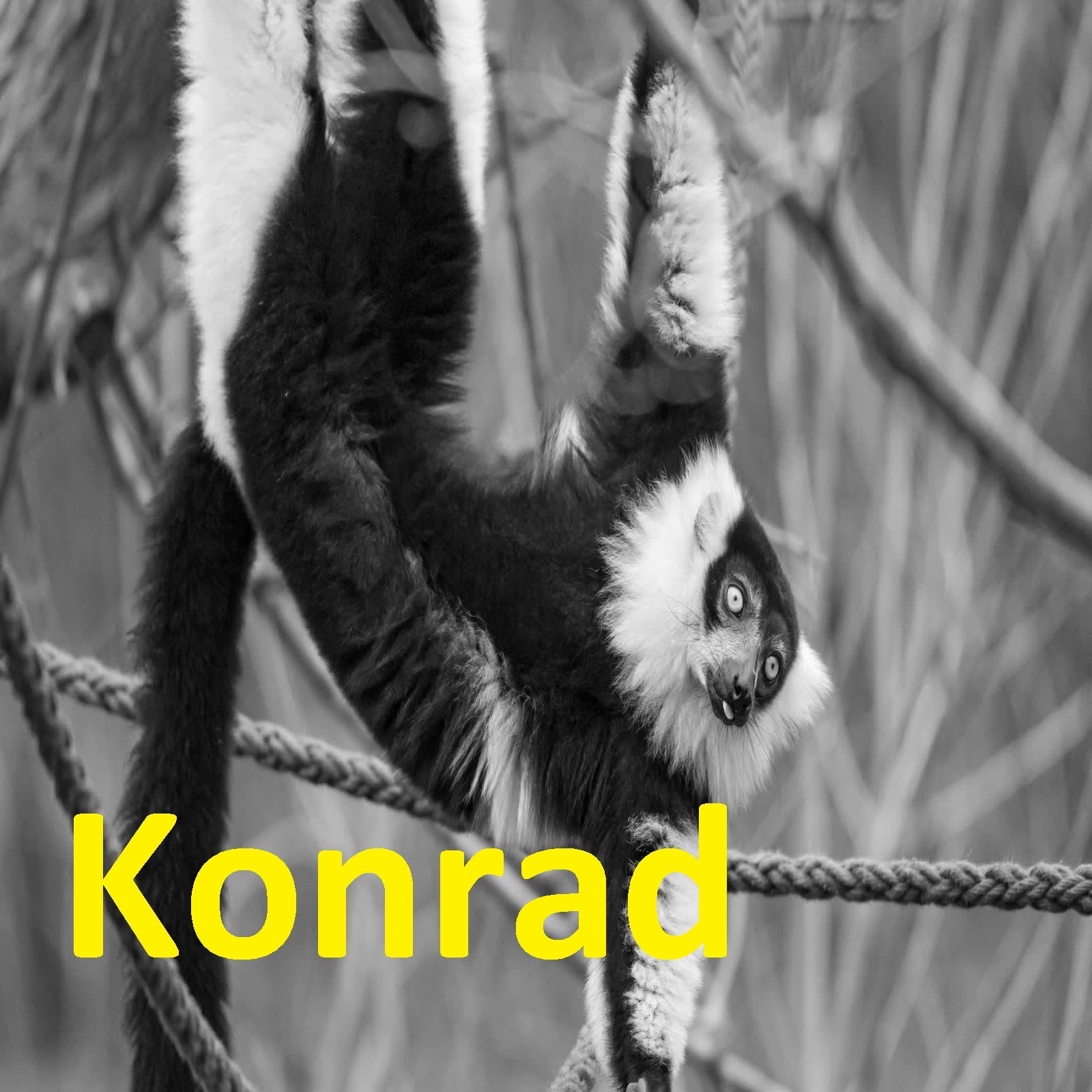 Konrad - Single album cover