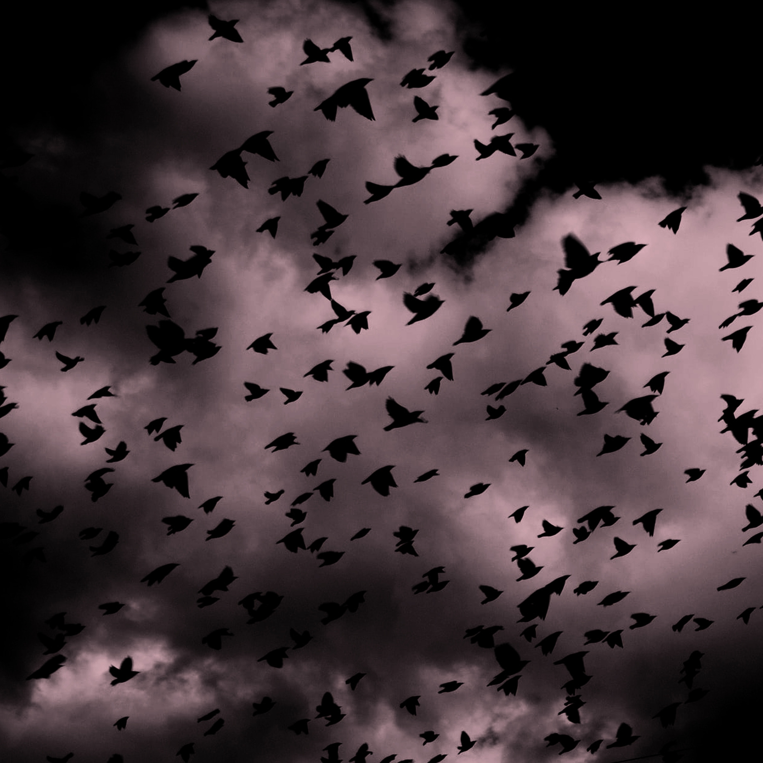 Crows - Single album cover