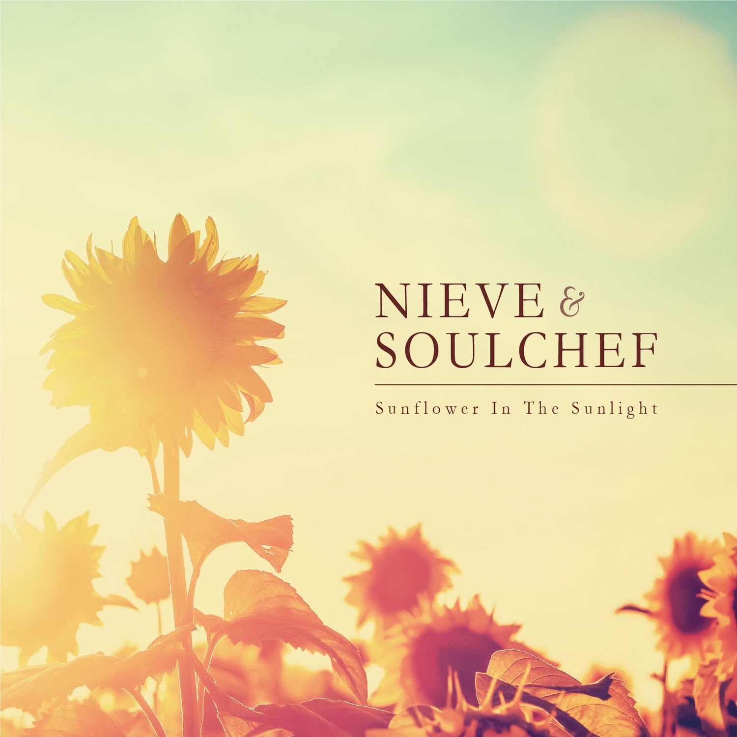 Sunflower in the Sunlight album cover