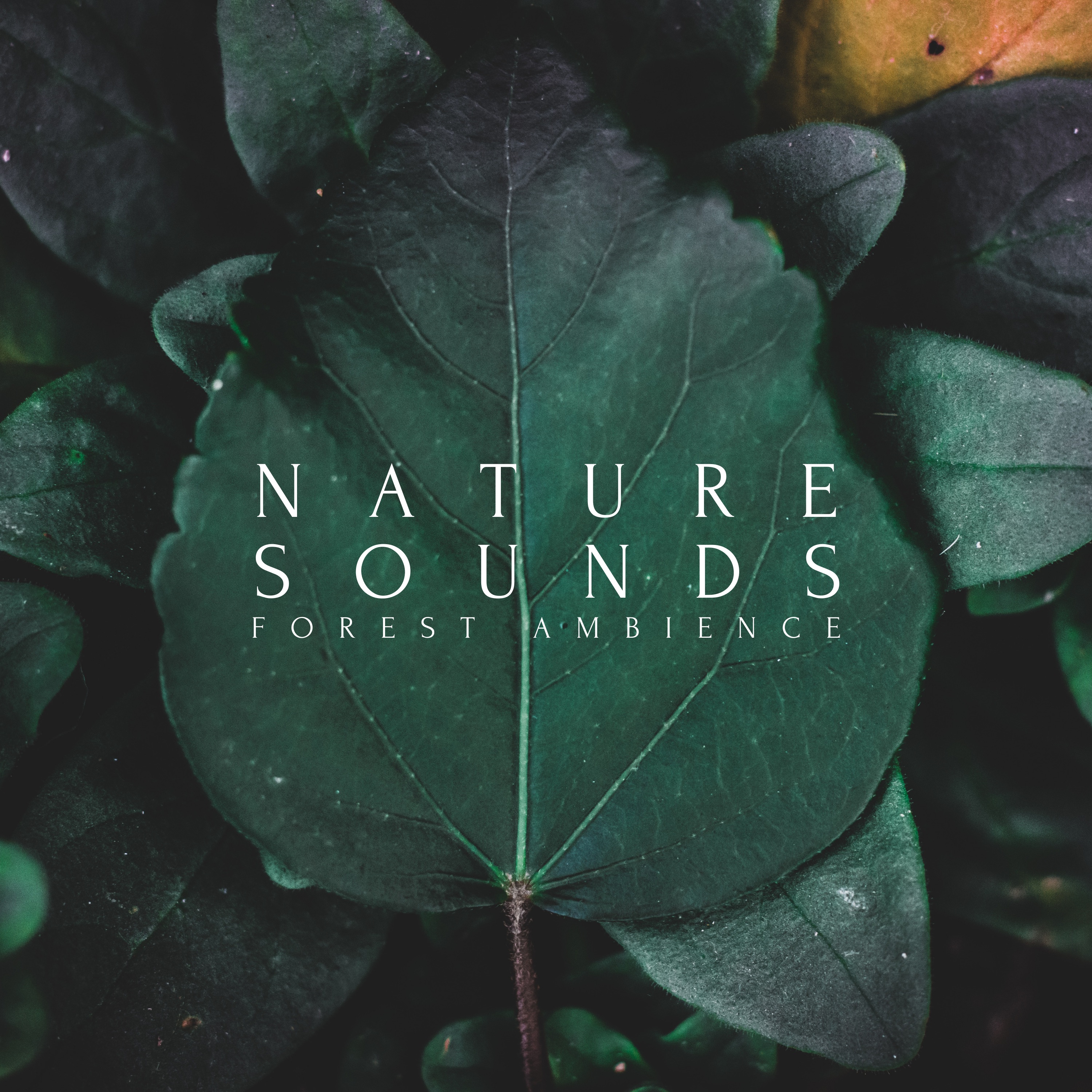 Nature Sounds Forest Ambience - Single album cover