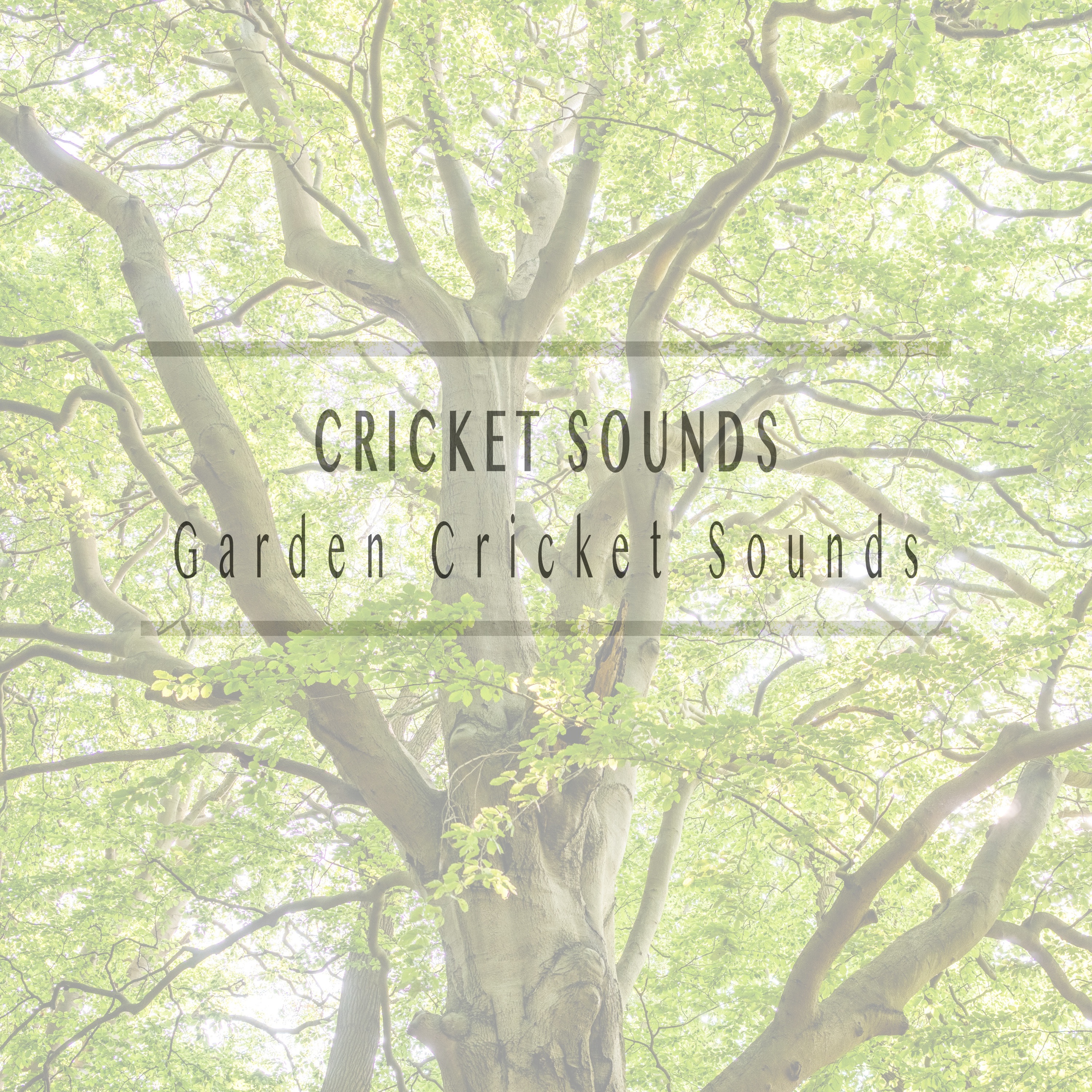 Garden Cricket Sounds album cover