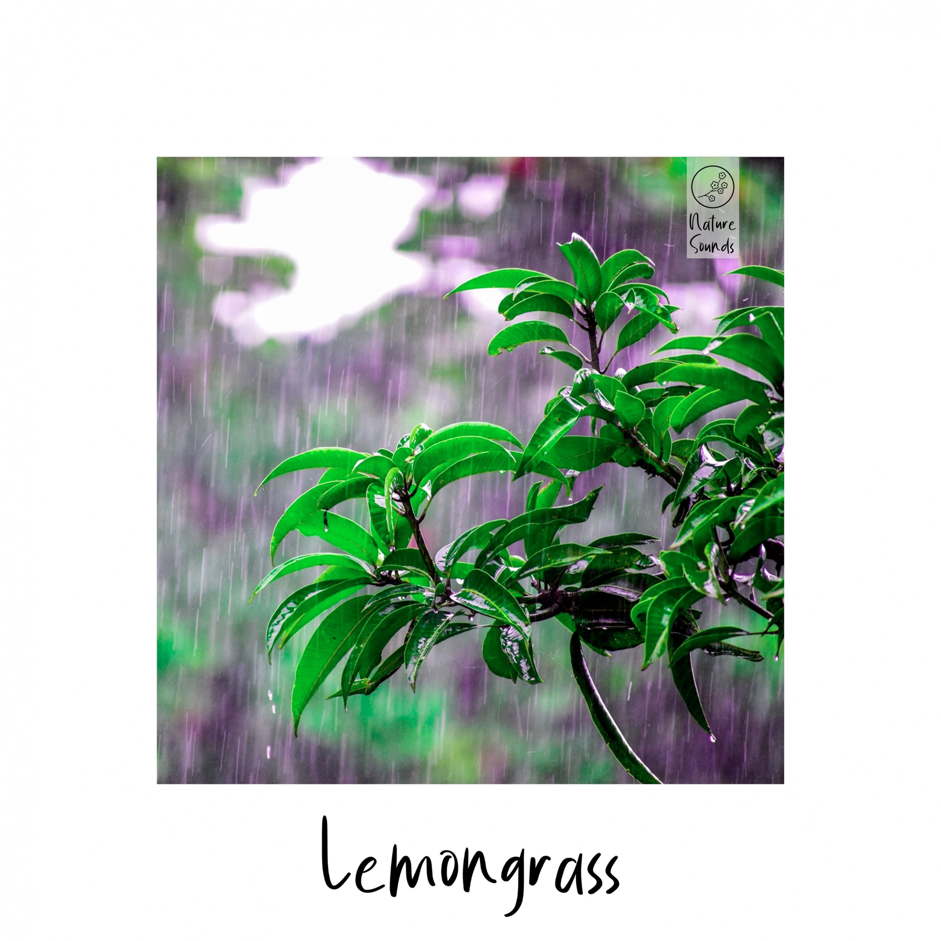 In the Jungle album cover