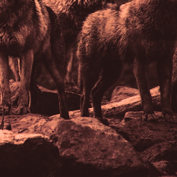 Wolves - Single album cover