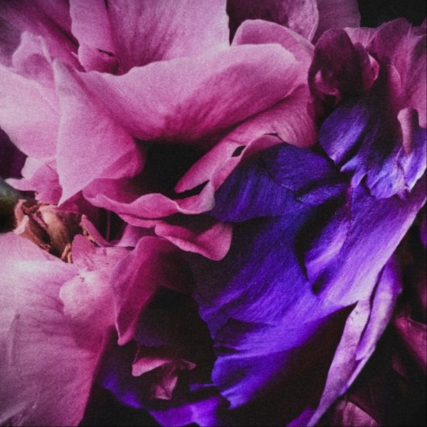 Velvet Dawn album cover