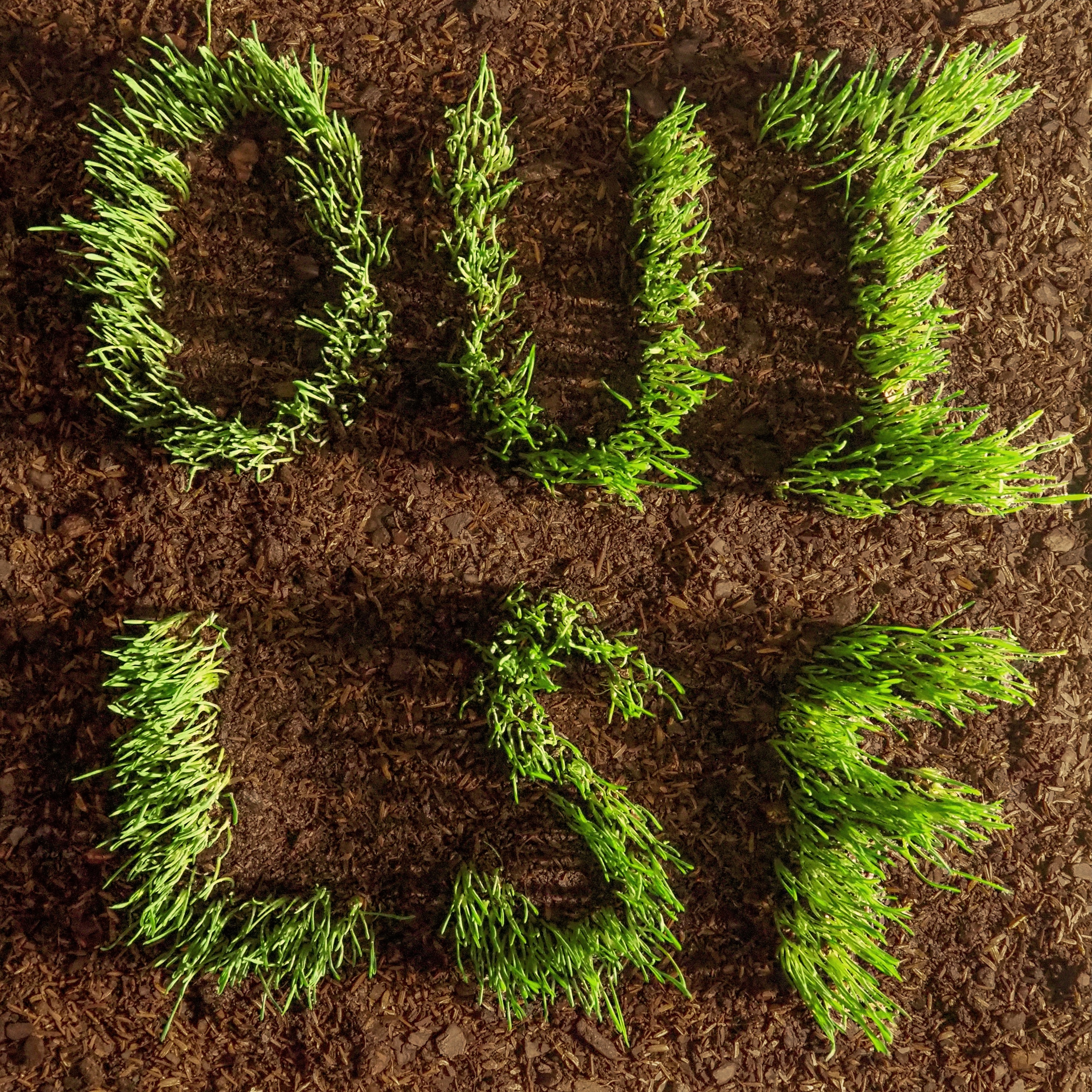 OUI, LSF album cover