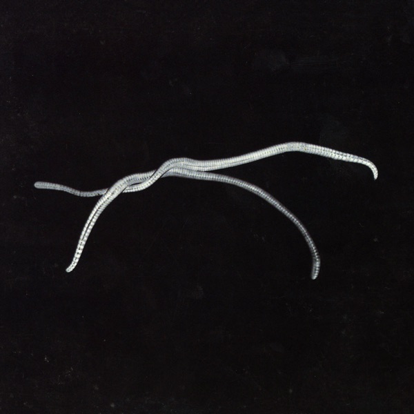 Shéa - EP album cover