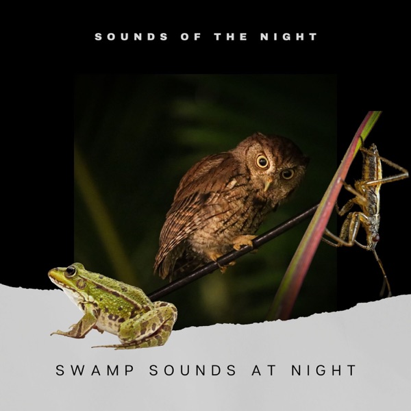 Swamp Sounds at Night - Frogs, Crickets, Light Rain, Forest Nature Sounds and Wild Jungle album cover