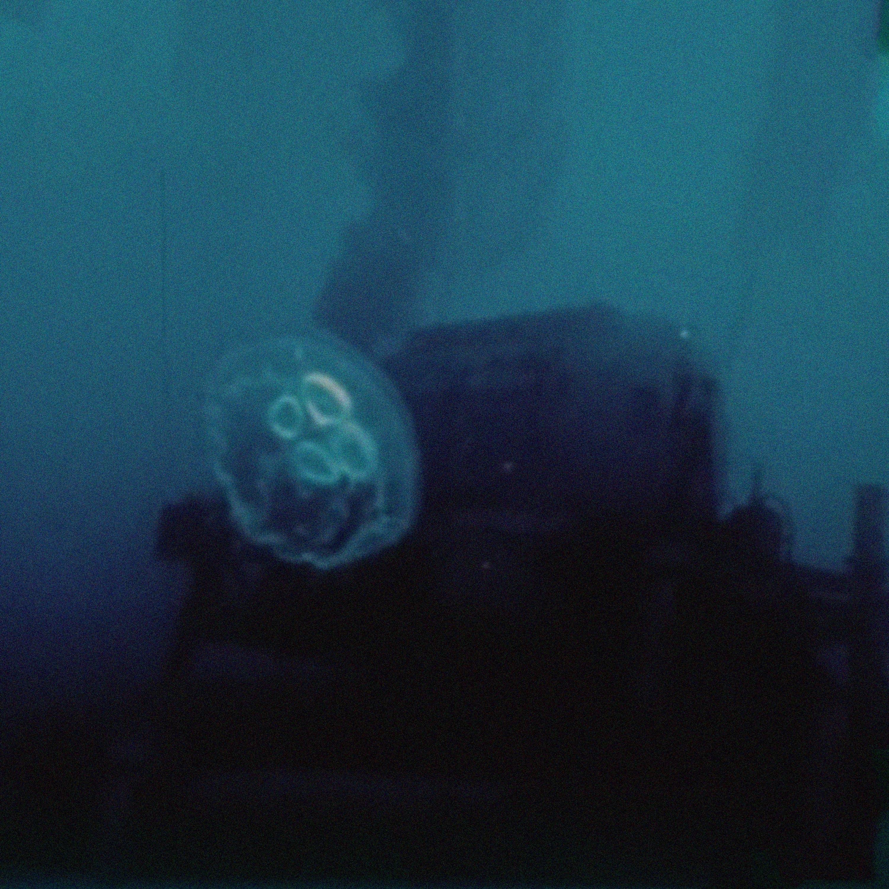 There Is No Such Thing As a Jellyfish album cover