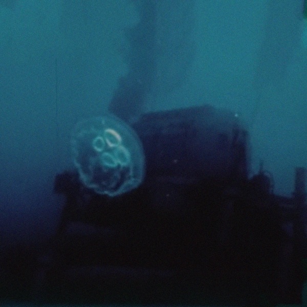 There Is No Such Thing As a Jellyfish album cover