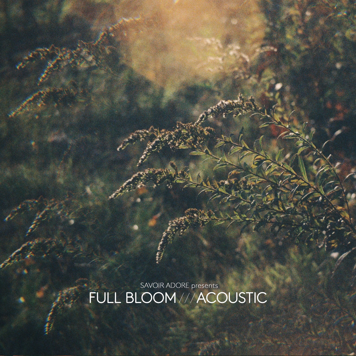 Full Bloom (Acoustic) - EP album cover