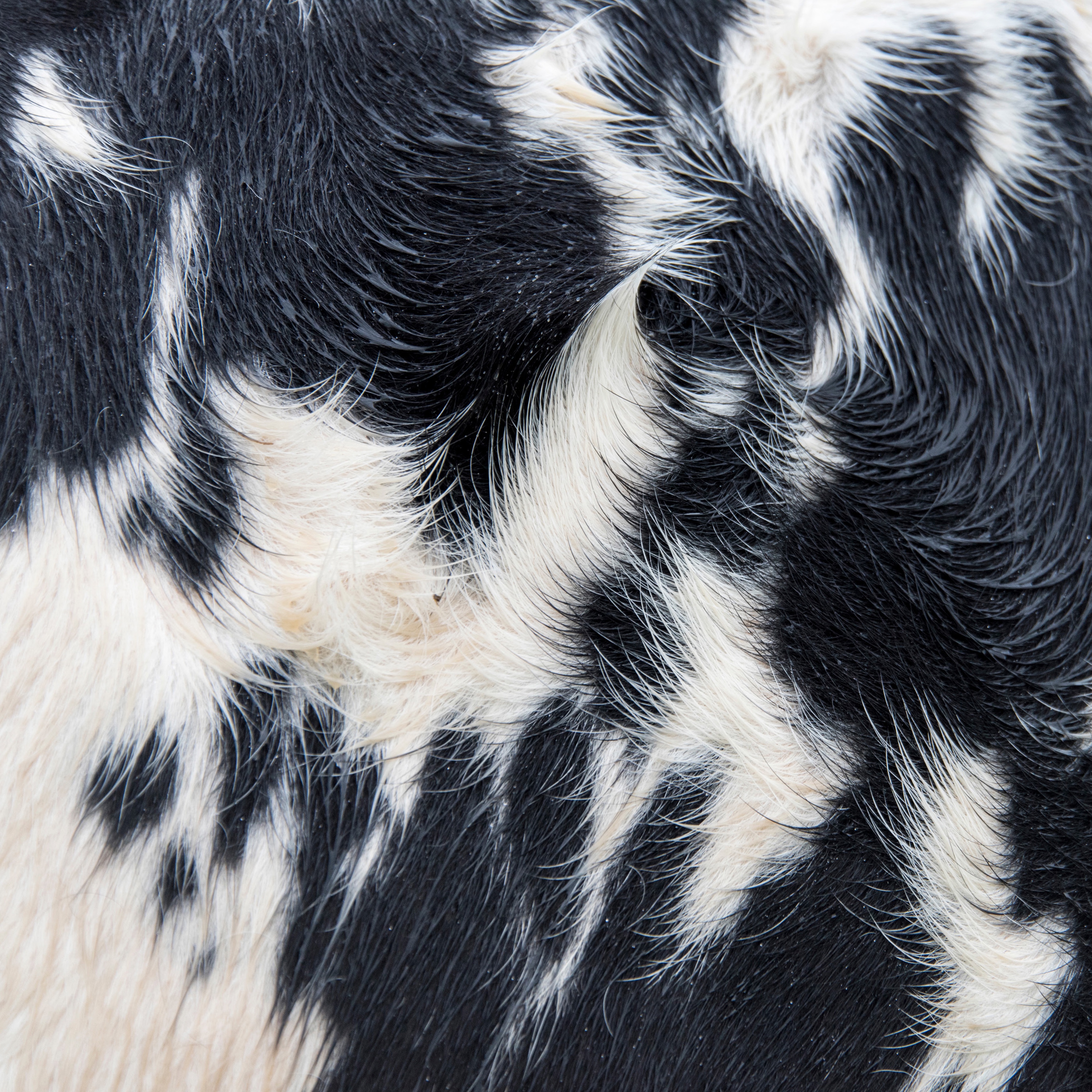 Dismantled Into Juice - EP album cover