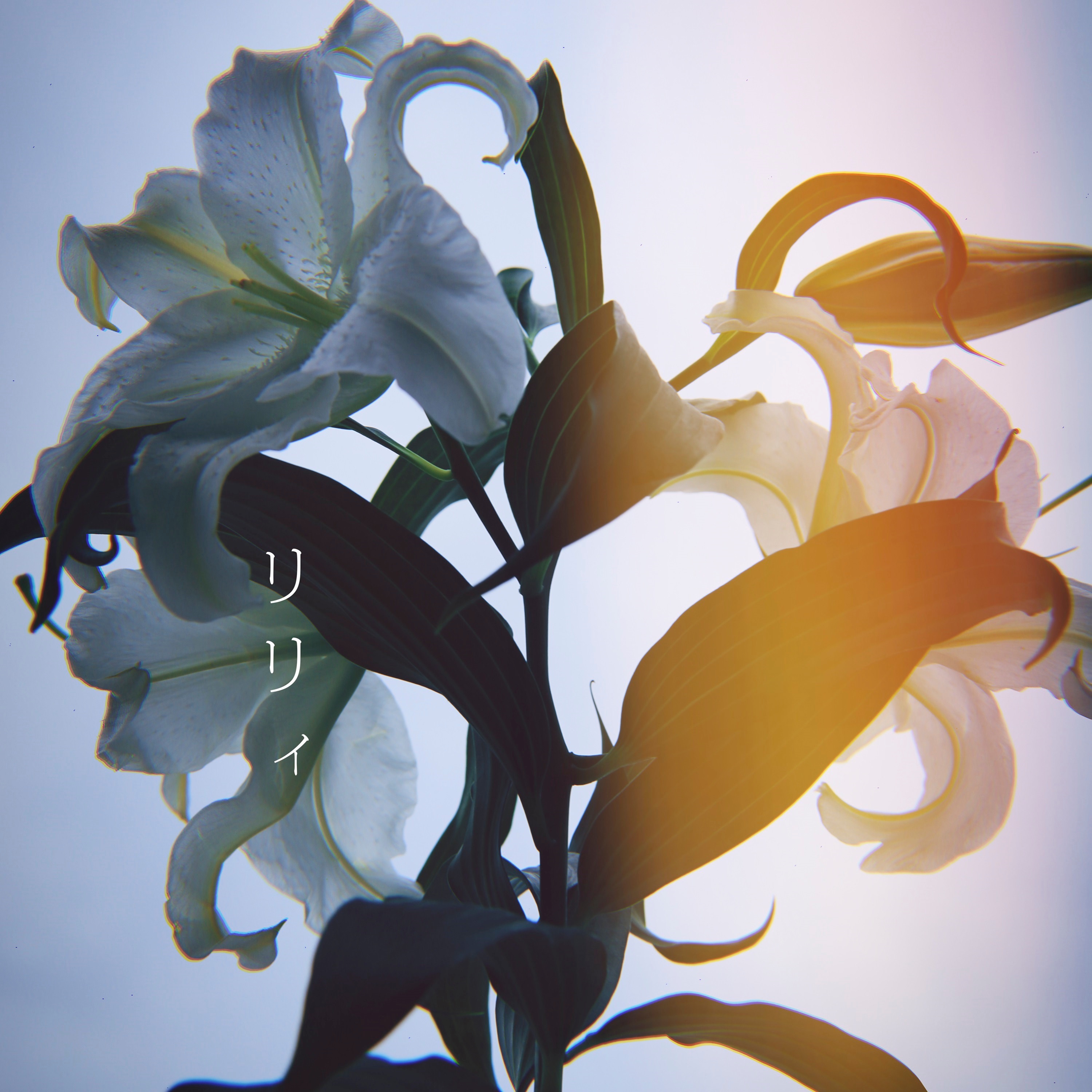Lily - Single album cover