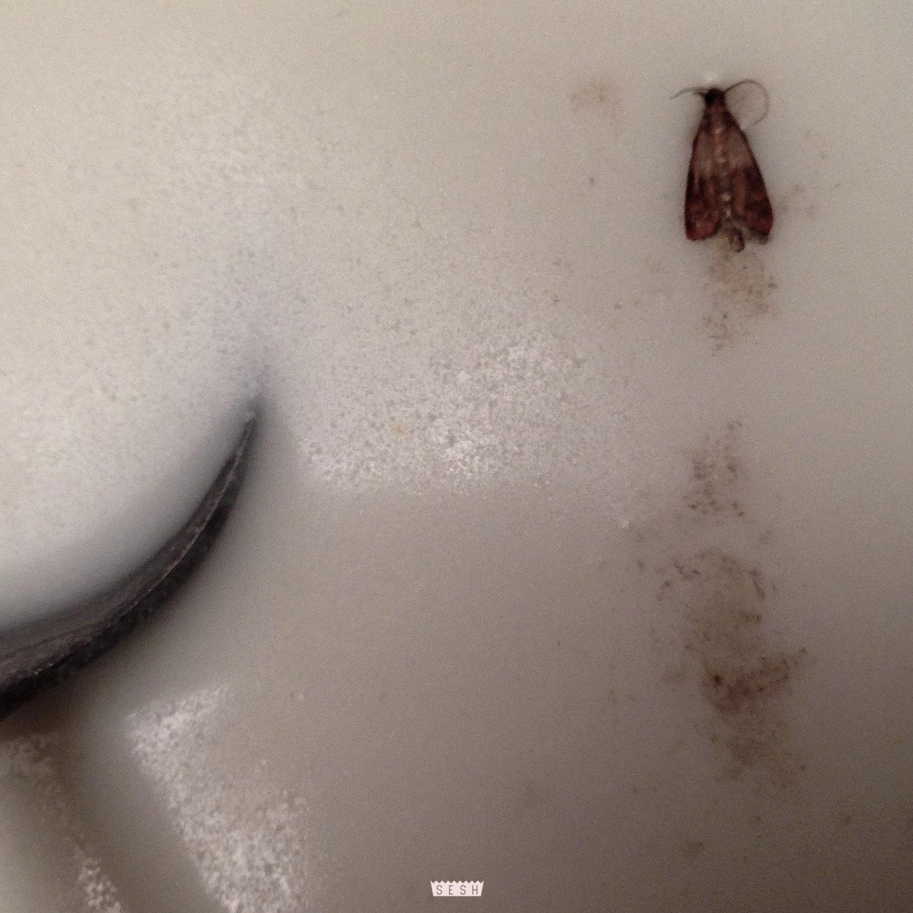 Mothmilk (feat. BONES) - Single album cover