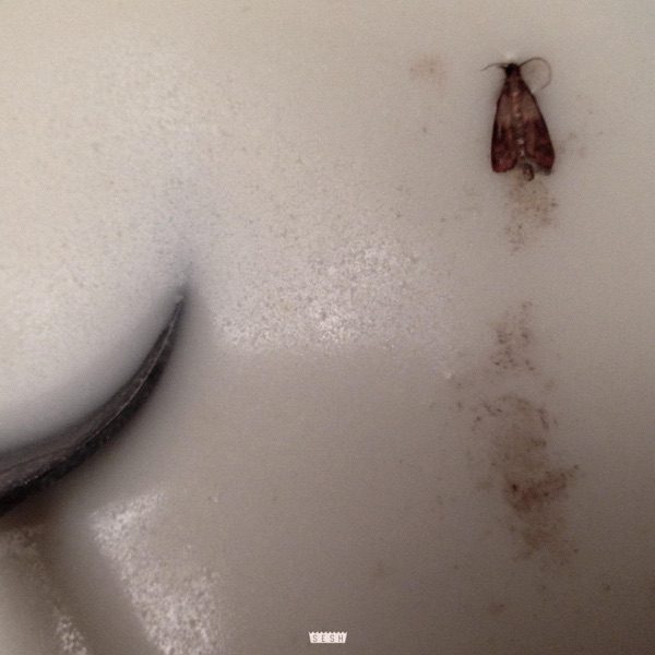 Mothmilk (feat. BONES) - Single album cover