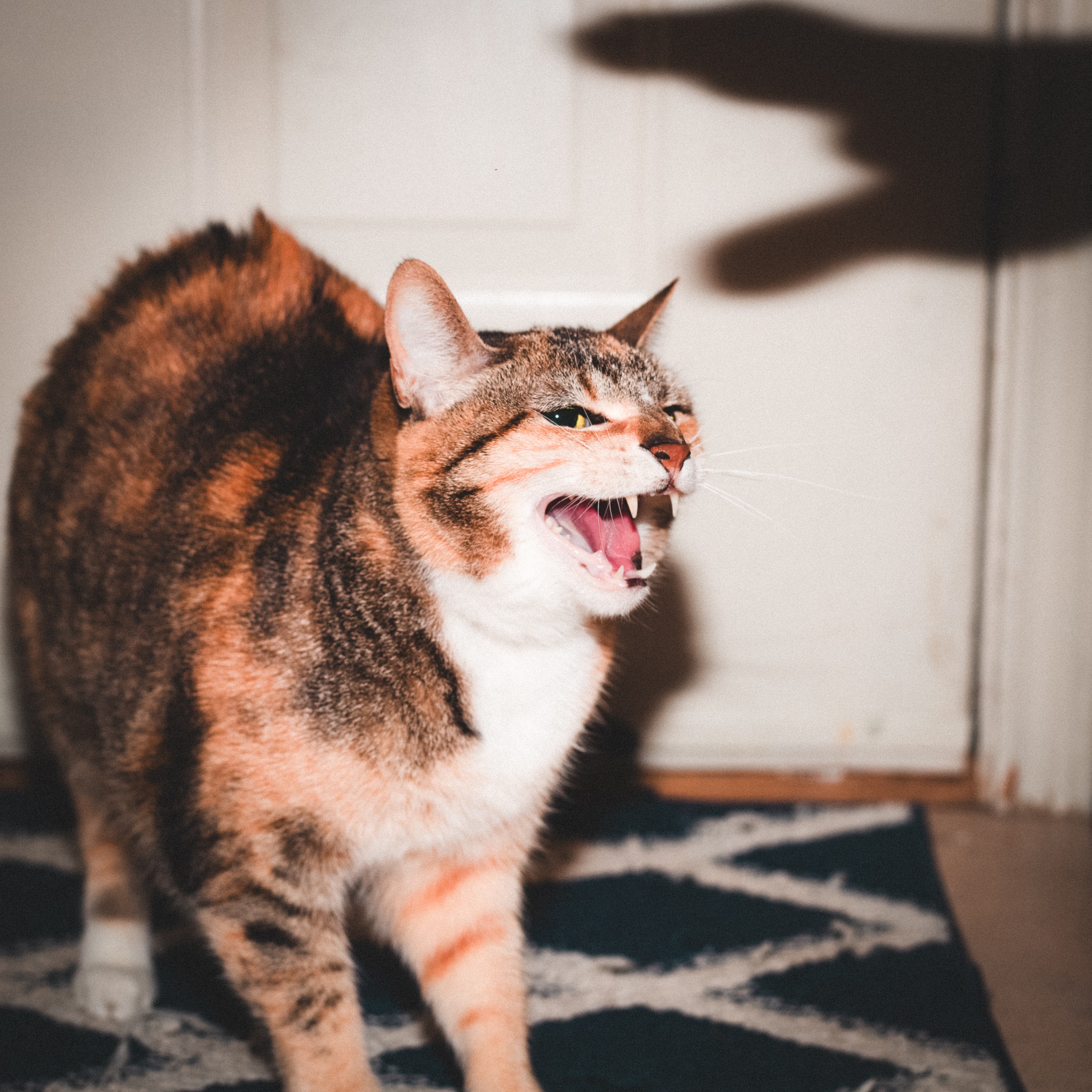 Keep Your Cool album cover