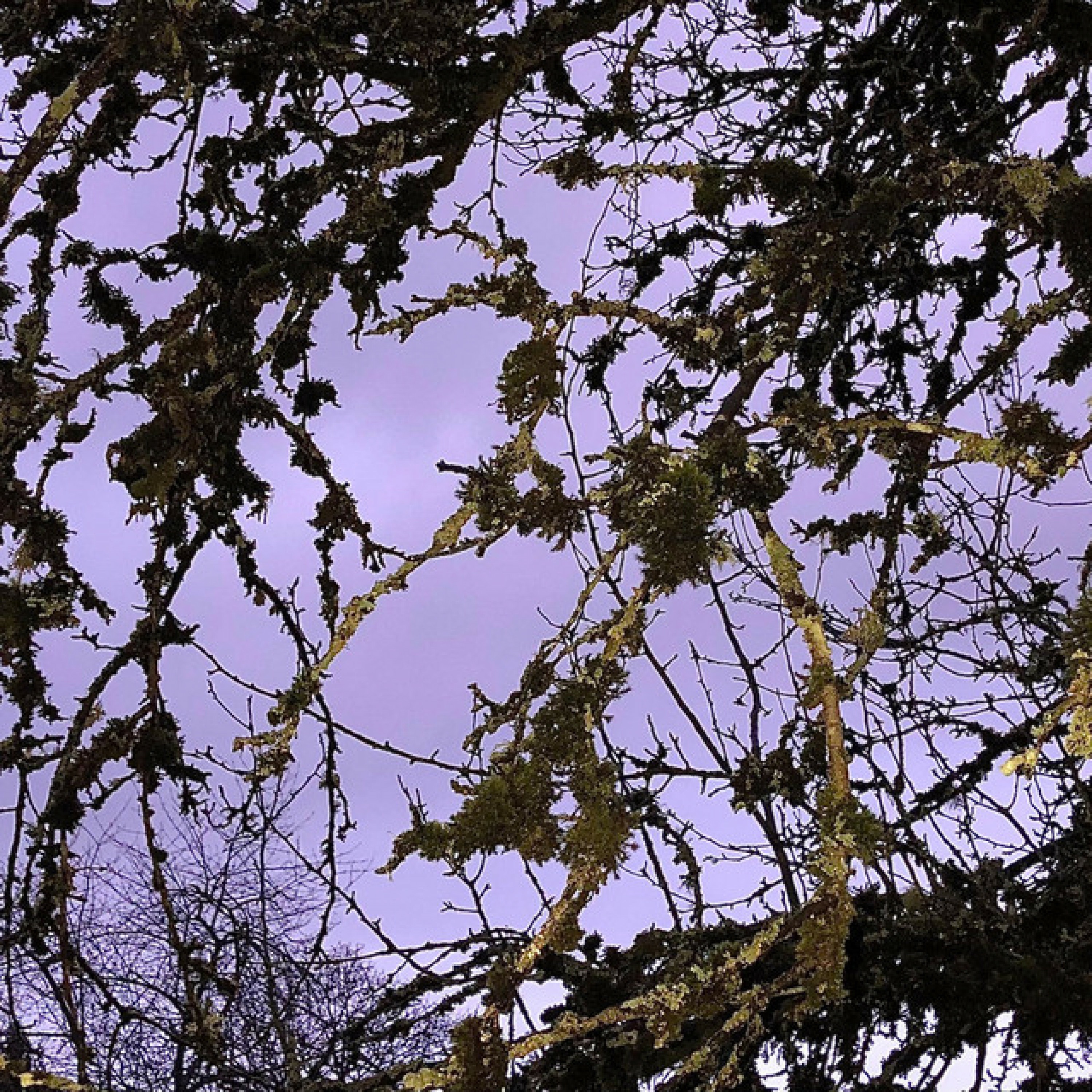 Immature - Single album cover