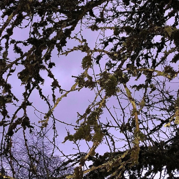 Immature - Single album cover