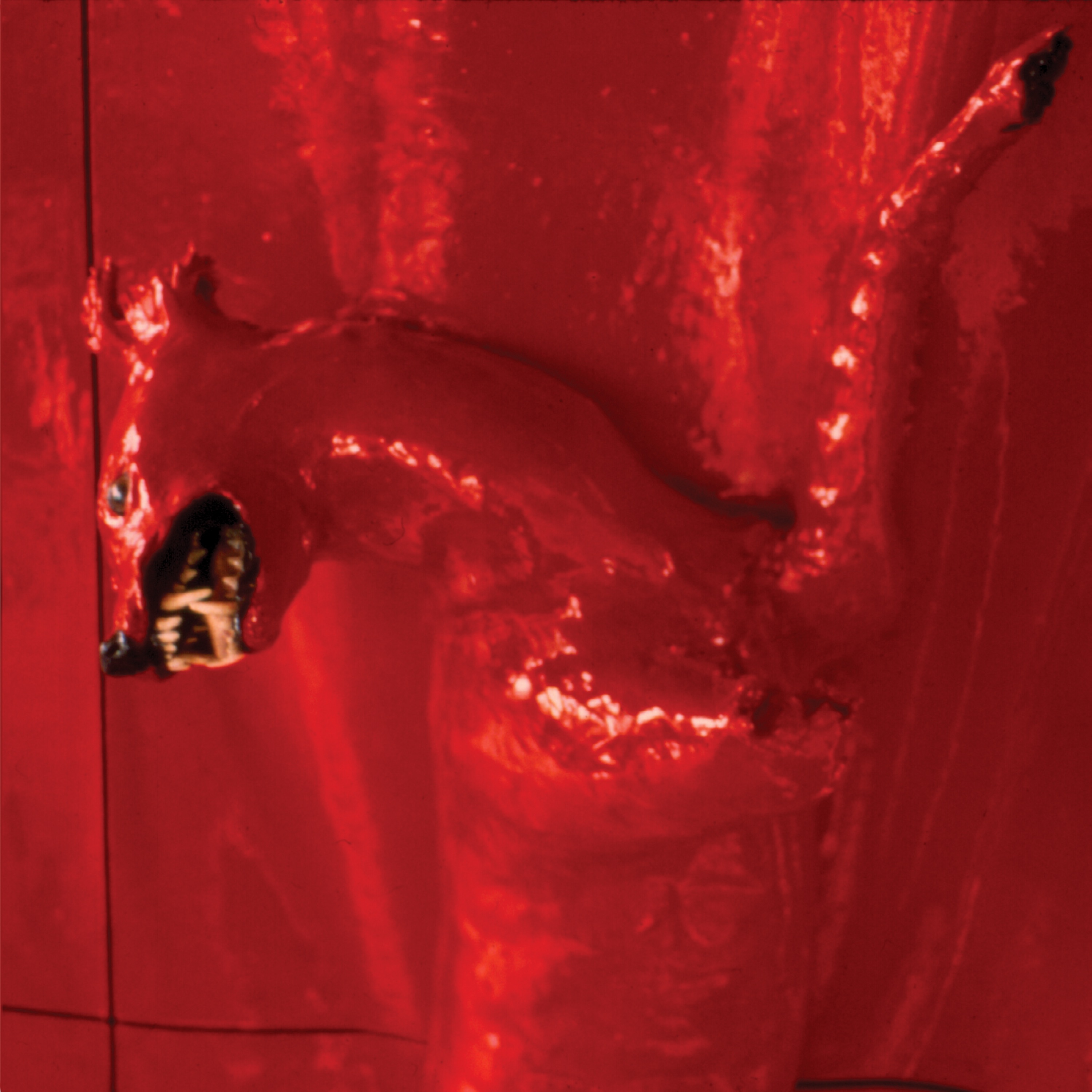 A Red Score In Tile album cover