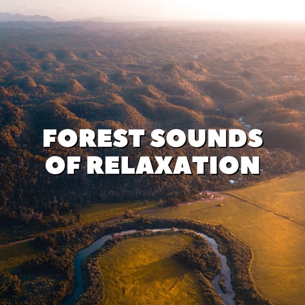 Forest Sounds of Relaxation - Single album cover