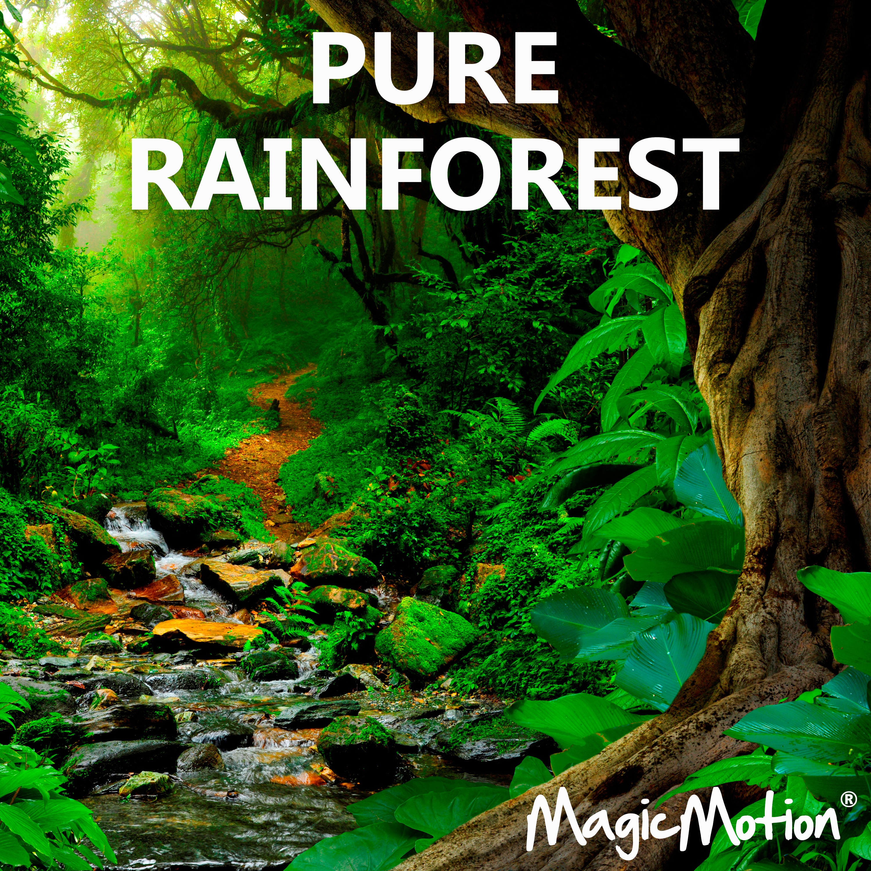 Pure Rainforest album cover