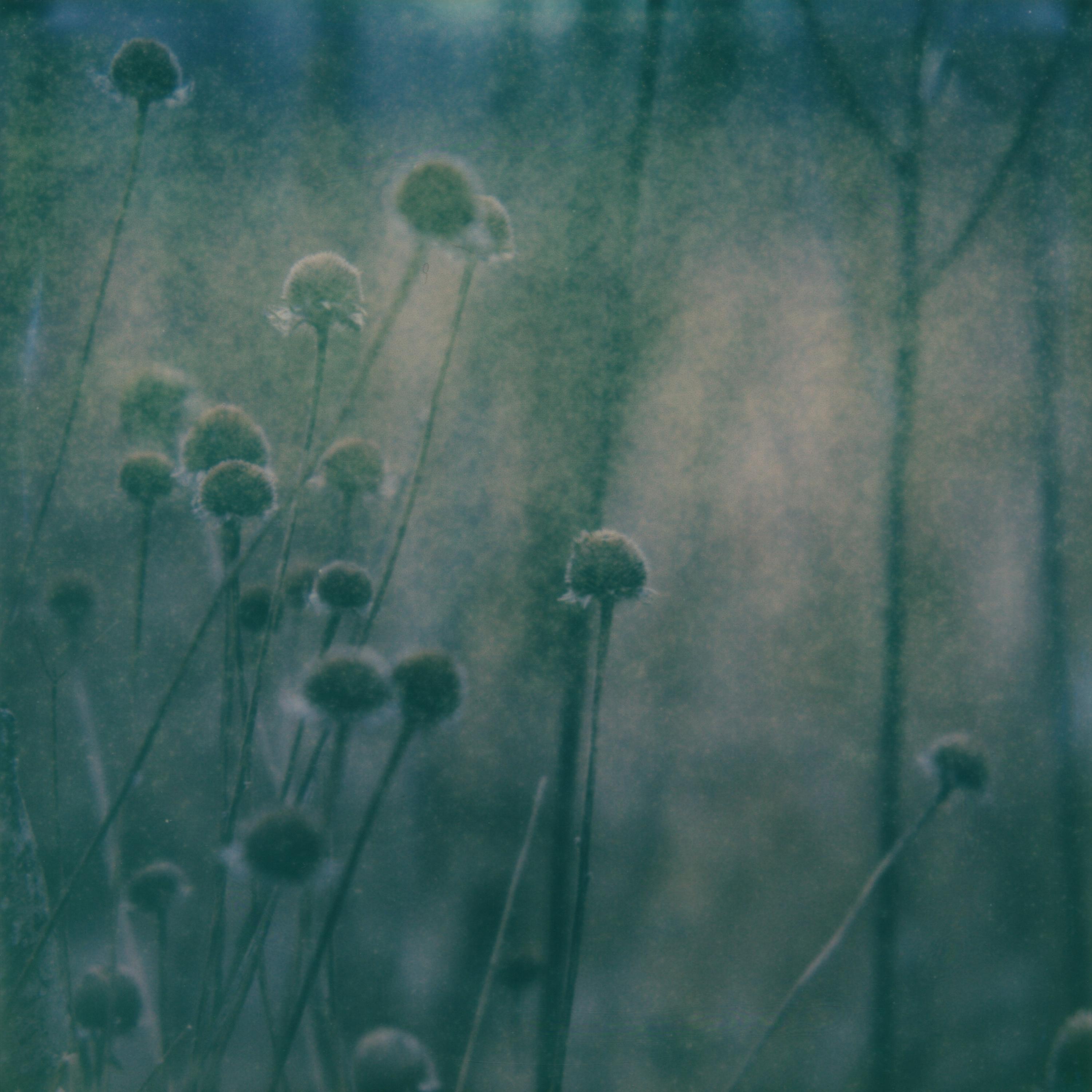 A Pale Shelter album cover