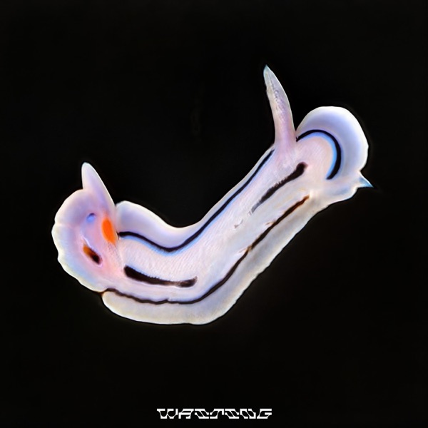 Waiting (VIP) - Single album cover