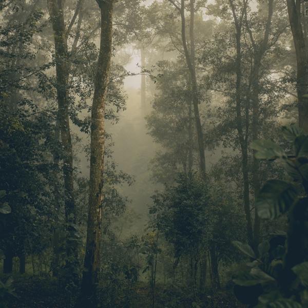 Light and Shade - Single album cover