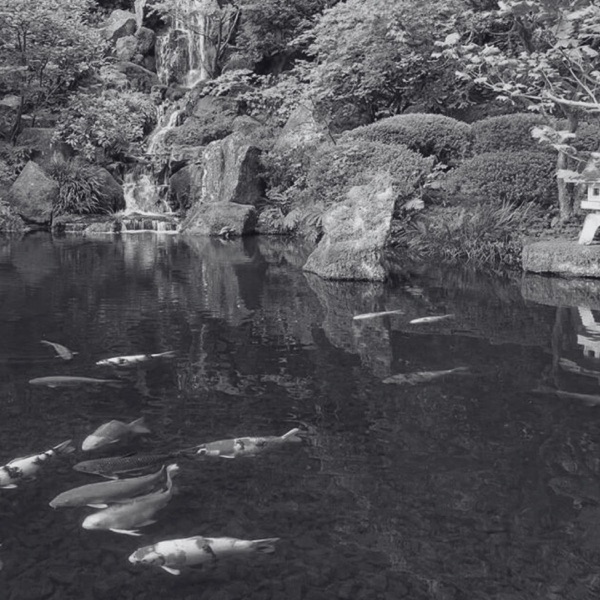 forest of koi - Single album cover