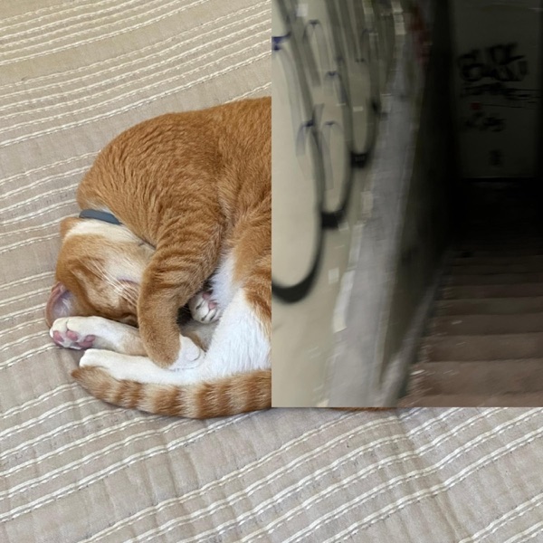 Today I Laid Down - EP album cover