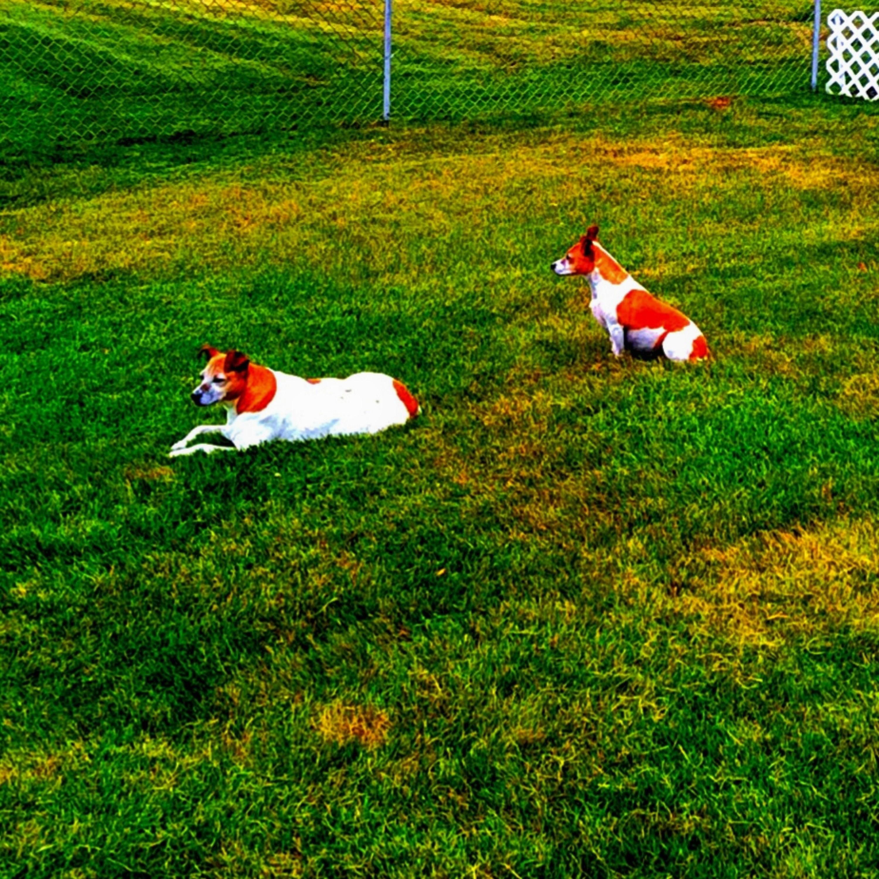 Adam Bart Brother album cover