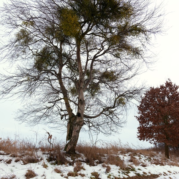 Rachmaninoff 150 album cover