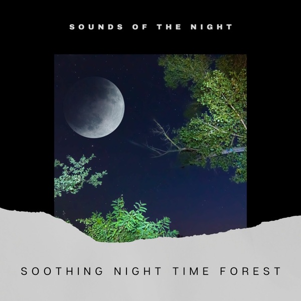 Soothing Night Time Forest Sounds album cover