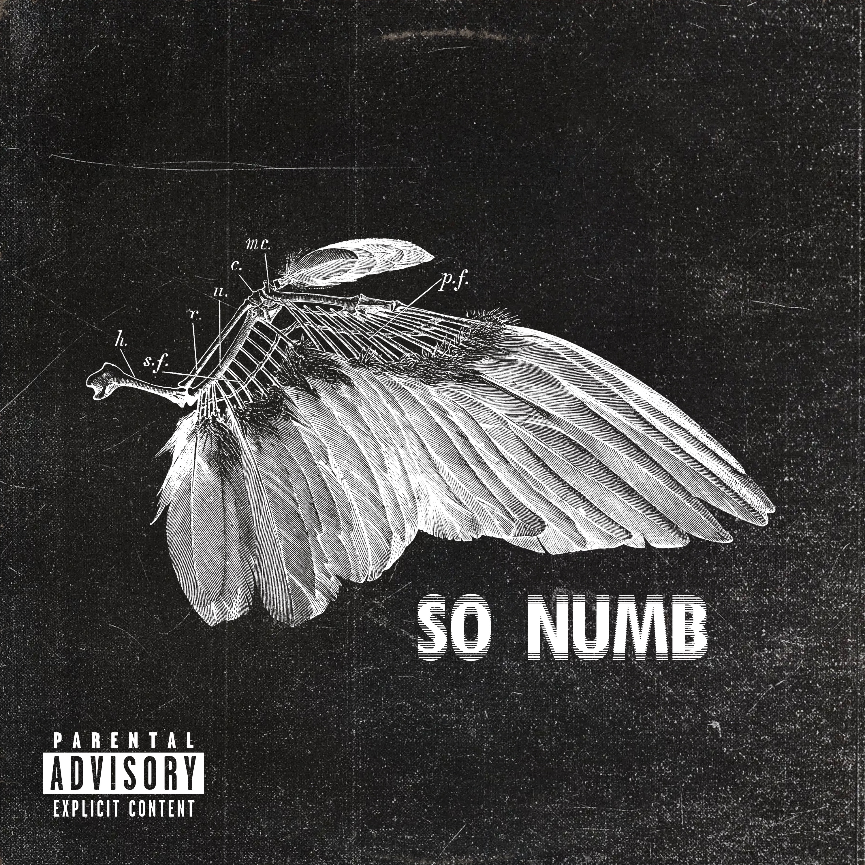 So Numb - Single album cover