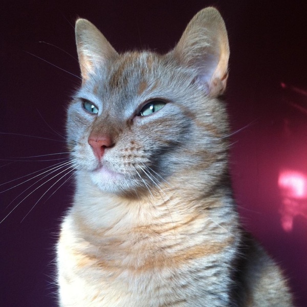 Amdurer / Lertora album cover