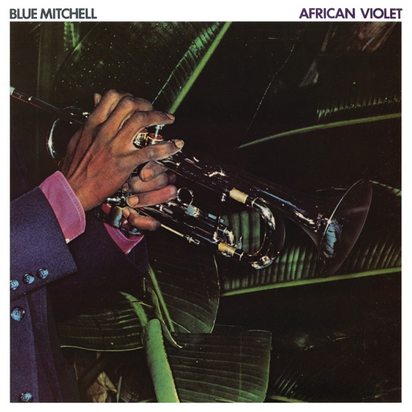 African Violet album cover